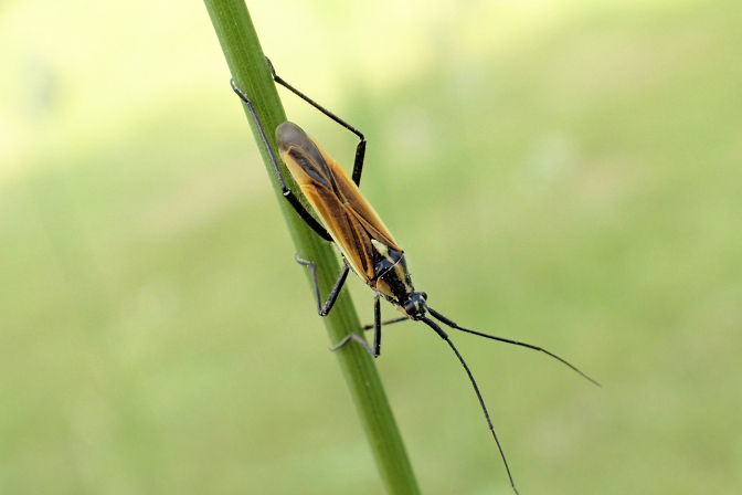 Leptopterna dolabrata (Meadow Plant Bug)