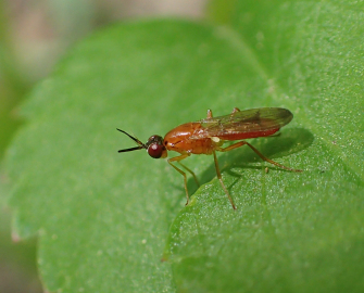 Family Psilidae (Rust Flies)