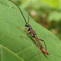 Necydalis mellita