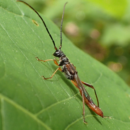 Necydalis mellita (Slender Long-horned Beetle)