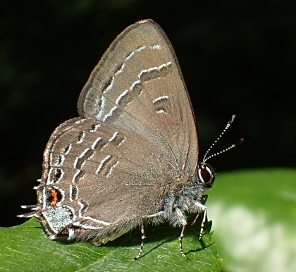 Genus Satyrium (Satyrid Hairstreaks)