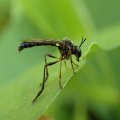 Dioctria hyalipennis