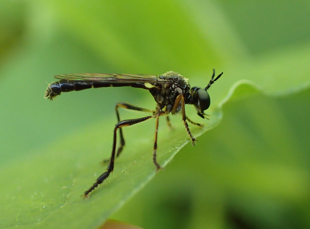 Dioctria hyalipennis (Stripe-legged Robber Fly)