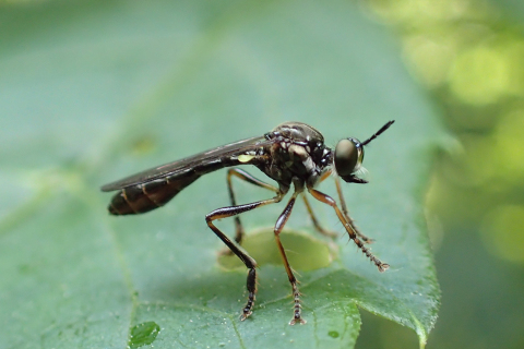 Dioctria hyalipennis (Stripe-legged Robber Fly)