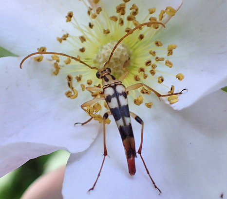 Strangalia luteicornis (Yellow-horned Lepture)