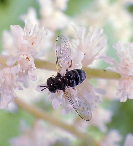 Genus Paragus (Grass Skimmer Flies)