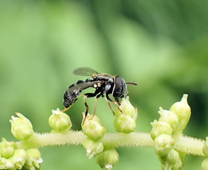 Genus Paragus (Grass Skimmer Flies)