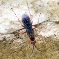 Tachypompilus