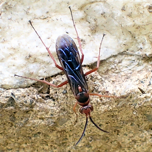 Genus Tachypompilus