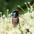 Chrysogaster