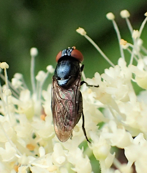 Genus Chrysogaster (Low-horned Wrinkleheads)