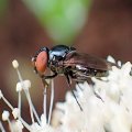 Chrysogaster