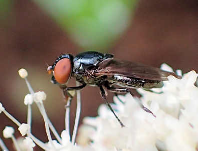Genus Chrysogaster (Low-horned Wrinkleheads)