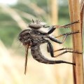 Asilidae