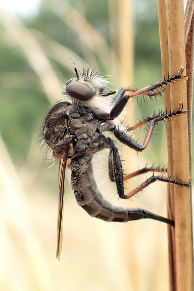 Family Asilidae (Robber Flies)