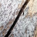 Sclerodermus