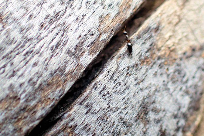 Genus Sclerodermus
