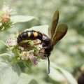 Scolia nobilitata