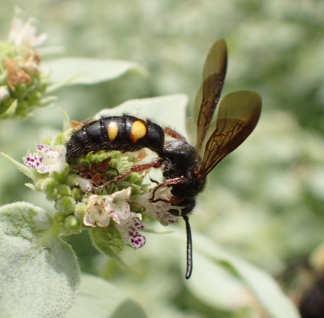 Scolia nobilitata (Noble Scoliid Wasp)