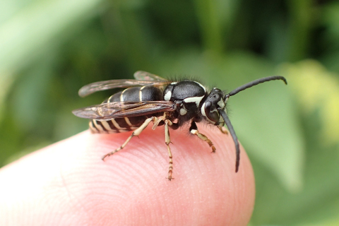 Dolichovespula arctica (Parasitic Aerial Yellowjacket)