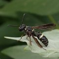 Cerceris fumipennis