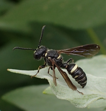 Cerceris fumipennis (Smoky-winged Beetle Bandit Wasp)