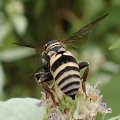 Triepeolus lunatus