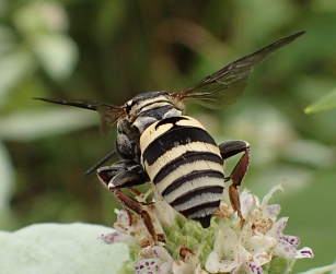 Triepeolus lunatus (Lunate Longhorn-cuckoo Bee)