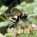 Triepeolus lunatus