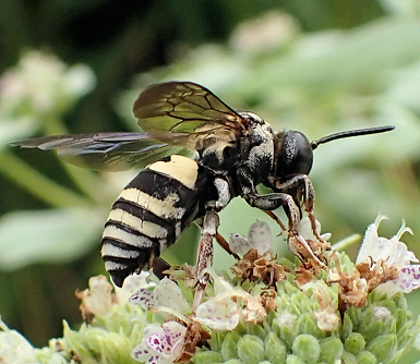 Triepeolus lunatus (Lunate Longhorn-cuckoo Bee)