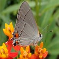 Strymon melinus