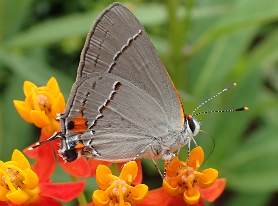 Strymon melinus (Gray Hairstreak)