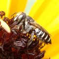 Megachile