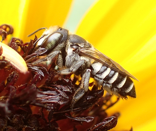 Genus Megachile (Leafcutter, Mortar, and Resin Bees)