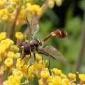 Dioprosopa clavata