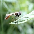 Dioprosopa clavata