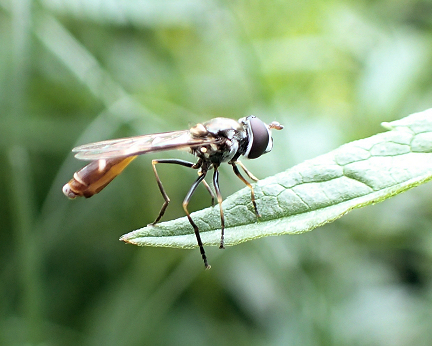 Dioprosopa clavata (Four-speckled Hover Fly)