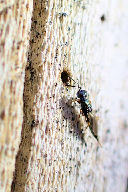 Suborder Apocrita (Narrow-waisted Hymenopterans)