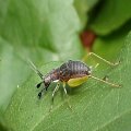 Phyllopalpus pulchellus