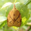 Cenopis reticulatana