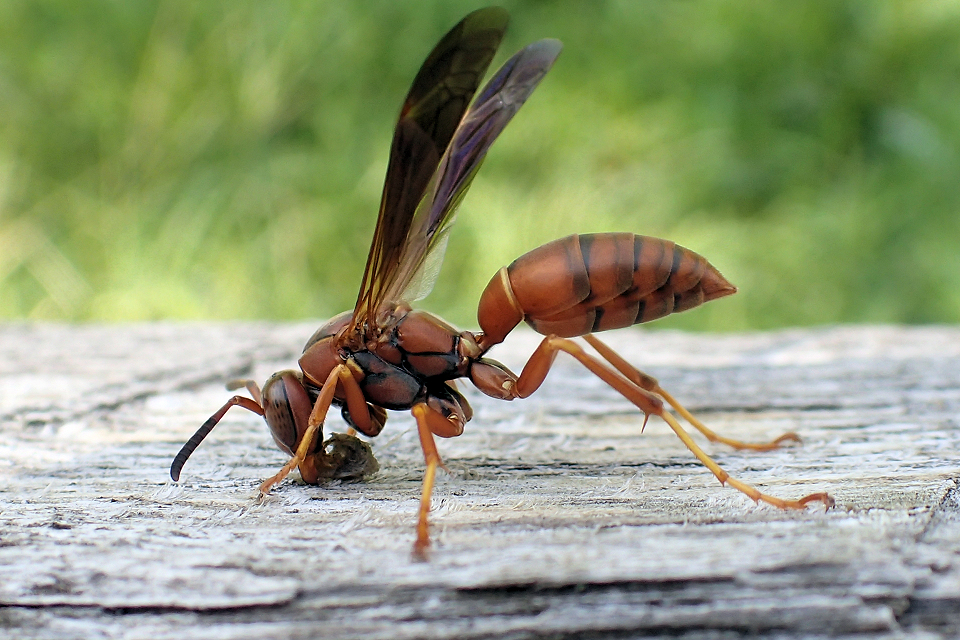 Genus Polistes (Umbrella Paper Wasps)