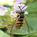 Chrysotoxum