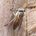 Tabanus lineola