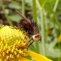 Juriniopsis adusta