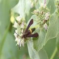 Carmenta pyralidiformis