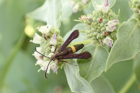 Carmenta pyralidiformis (Boneset Borer Moth)