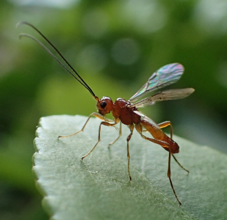 Family Braconidae (Braconid Wasps)