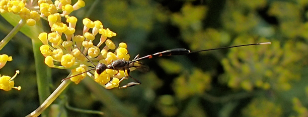 Genus Gasteruption