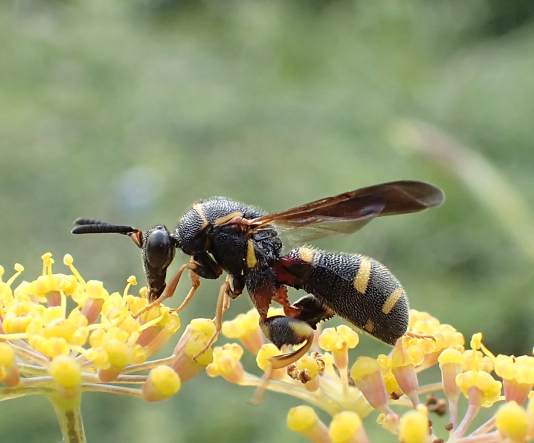 Leucospis affinis