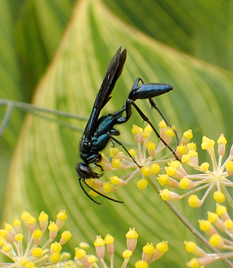 Chalybion californicum (Common Blue Mud-dauber Wasp)